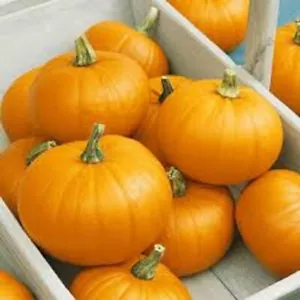 SMALL SUGAR PUMPKIN 10 SEEDS HEIRLOOM VEGETABLE SWEET TASTING - Picture 1 of 3