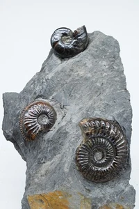 3 Ammonites sur matrice Pyritisé France Ammonite pyriteuse pyrite fossile - Picture 1 of 4