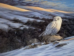John S Wilson "Snowy Owl" Firmado y SN 233/680 - Impresión artística rara (1985) - Imagen 1 de 6