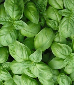 SWEET BASIL SEEDS 300+ "GENOVESE" Herbs ITALIAN CULINARY cooking FREE SHIPPING - Picture 1 of 1
