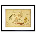 Painting Drawing Star Map Swan Fox Lyre Constellation Framed Print 12X16 Inch