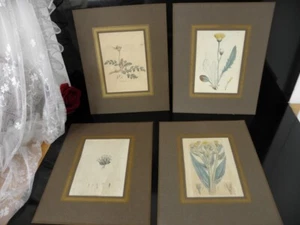 4 fogli stampa artistica English Botany British Plats passepartout marrone - Foto 1 di 6
