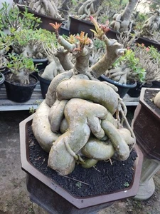 Adenium bonsai Obesum character - Arabicum Godji best character obesum bonsai - Picture 1 of 2