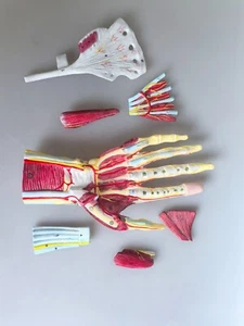 Modelo anatómico humano 1:1 músculos de la mano con vasos y nervios principales - Imagen 1 de 16