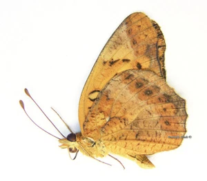 Unmounted Butterfly/Nymphalidae - Euptoieta hegesia meridiania, male, A- - Picture 1 of 1