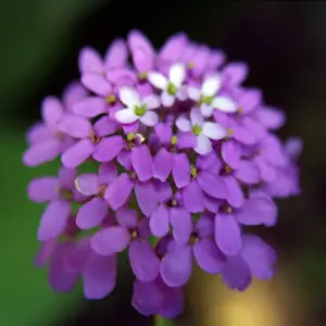 Iberis amara (Annual Bitter Wild Candytuft) Flower Seeds •Outdoor Garden RARE UK - Picture 1 of 3