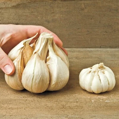 AGLIO GIGANTE, ELEPHANT GARLIC - 10 SEMI - Immagine 1 di 2