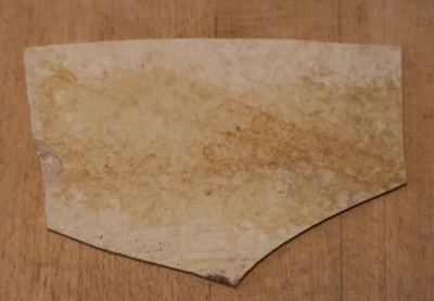 Fossil Schnecke Positiv auf Solnhofer Platte * Fundort Blumenberg Nähe Eichstätt - Bild 1 von 3