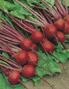 NEW! BEETROOT - Crimson Globe - 300 Seeds - Big On Flavour! - Picture 1 of 2
