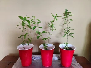 Hardy Goji Berry (Lycium barbarum) Plants 8-12 Inches 枸杞 - Picture 1 of 4