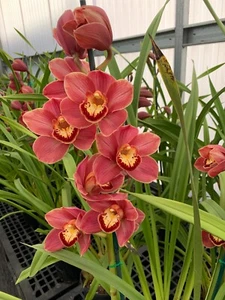Cymbidium Orchid - Mem. Gracie Allen X Shocking 'Cheer' - 3 SPIKES - Picture 1 of 3