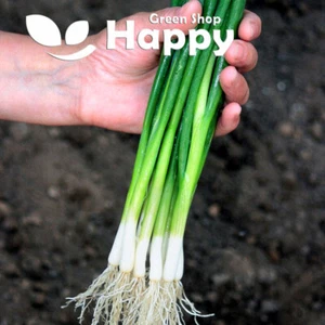 VEGETABLE SEEDS WELSH ONION - BAJKAL - 1200 SEEDS - Bunching Spring Onion - Picture 1 of 1