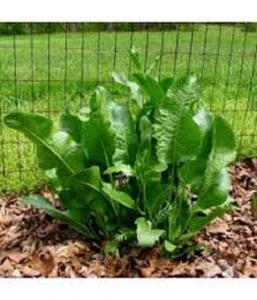 Fresh Organic Horseradish Garden Plants - Easy to Grow - Plant Anytime of Year! - Picture 1 of 1