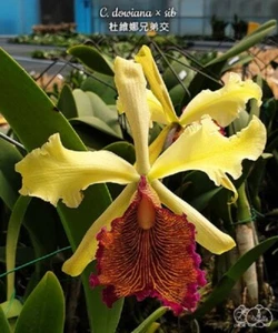 Orchid Orchidee Orquídea Cattleya dowiana x sib (4 L/Sr) - Foto 1 di 4