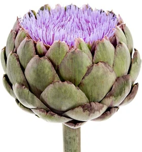 Cápsulas de alcachofa (Cynara scolymus L) - 100% sin rellenos - Imagen 1 de 1