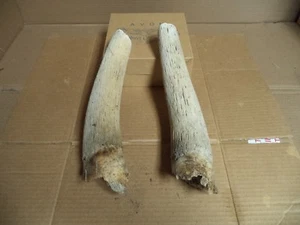 Real Cow Horn Shafts 13" Aged Naturally Art/ Man Cave/ Decor/Rock Garden - Picture 1 of 1