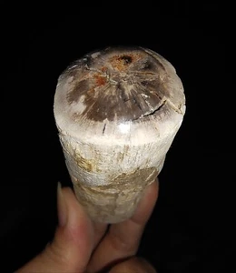 PETRIFIED WOOD LOG TOP POLISHED FOSSIL FROM JAVA, INDONESIA, 80MM - Picture 1 of 8