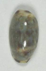 CYPRAEA GRACILIS 15,56 mm HERMOSO ESPÉCIMEN Guam - Imagen 1 de 4