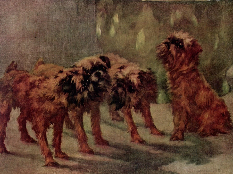 Grifón de Bruselas 1934 vintage - impresión de arte de perro antiguo regalo Foto 1 de 1