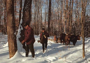 Postkarte ICH: Ahornbäume für Sirup vorbereiten, Maine, 4x6 - Bild 1 von 2