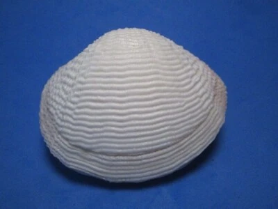 Fimbria fimbriata (Linnaeus,1758) "RIPPLE CLAM: BEAUTIFUL!" (70.8mm) - Image 1 of 4