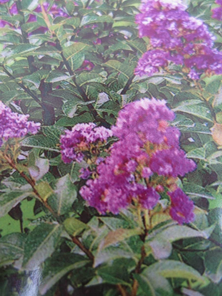 Lagerstroemia indica Purple Star ® - Chinesische Kräuselmyrte / Kreppmyrte - 40- - Bild 1 von 1
