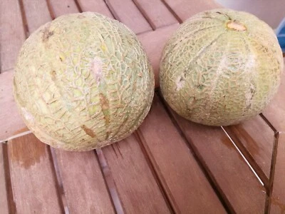 Melón cantalupo X 50 SEMILLAS cucumis melo var cantaloup superalimento naranja - Imagen 1 de 4