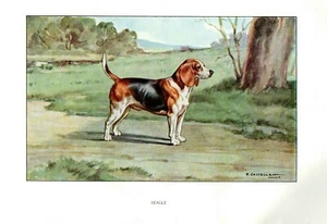Stampa Antica CANE = BEAGLE (49) = Primi del 900 DOG - Picture 1 of 1