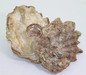 Auster, Muschel, Hyotissa haitensis, Tertiär, Pliozän, Arcadia, Florida, USA-m77 - Picture 1 of 9