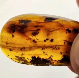 Burmese Amber with Beetle and Fly Inclusions - Cretaceous Fossil - Myanmar - Picture 1 of 13