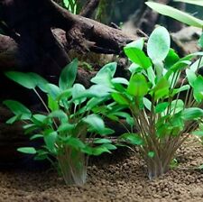 Cryptocoryne Wendtii Verte en touffe plante aquarium très résistantes  