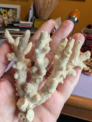 Antique Vintage Beautiful Coral Stag Horn displace piece Natural 79g  - Image 1 of 4