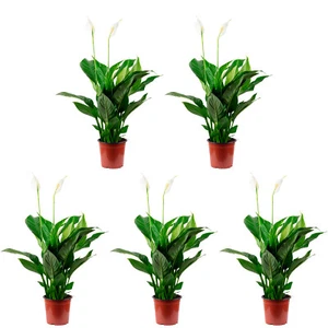 5er-Set Einblatt 3-5 Blüten/Knospen - Spathiphyllum - Höhe ca. 50 cm, Topf-Ø 13 - Bild 1 von 1