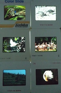 6 Original Vintage 35mm Kodak Photo Color Slide Nature Kodachrome Transparency - Picture 1 of 10