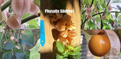 Physalis Sorte: Südtirol - Bild 1 von 4