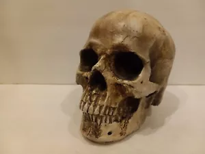 Human full size skull halloween horror decor hollow resin - Picture 1 of 14