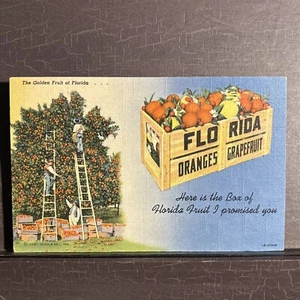 Cartolina LINO "Ecco la scatola della frutta della Florida che ho promesso" Curteich c. 1941 - Foto 1 di 2