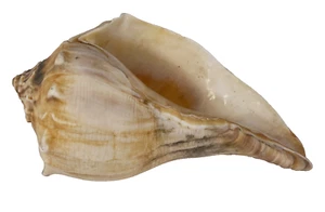 Large Conch Sea Shell Horned Spiked Seashell 8’’ Beach Decor Nautical Art - Imagen 1 de 12