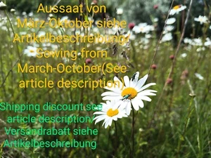 Wiesenmargerite, Leucanthemum vulgare, oxeye daisy, 1000 seeds, samen - Bild 1 von 12