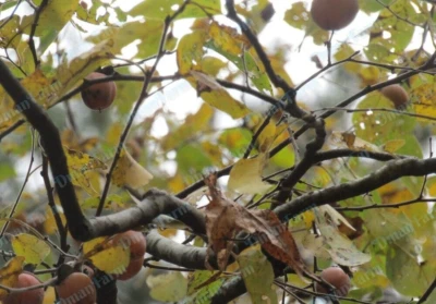 THREE (3) Persimmon Trees 16" American Native Diospyros Virginiana Seedling - Image 1 of 4
