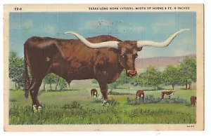 Texas LONGHORN Steer Horns Over 9 Feet Cattle Long Horn Postcard TX Linen 1947 - Picture 1 of 2