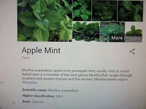 Aquatic Mint herb plant, BUY 4 GET 4 FREE, TOTAL 8 BARE ROOT PLANTS - Picture 1 of 2