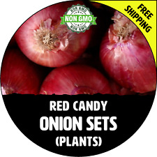 RED CANDY Sweet Onion Sets (Red/Purple Bulbs) Non-GMO Plant Garden Seedling Seed