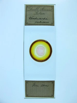 Antique microscope slide. Double stained section of Woodwardia radicans stem. - Image 1 of 4