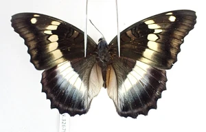 N32679. Insects, butterflies: Nymphalidae sp. Vietnam, Yen Bai - Picture 1 of 3