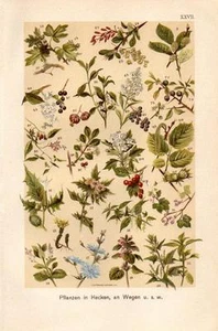1899 MARTIN CHROMOLITHOGRAPH chicory, nettle, juniper, henbane, hazel, stonecrop - Picture 1 of 3