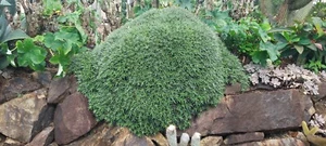 Deuterocohnia - Rare Bromeliad Succulent - Unique Rosettes - Picture 1 of 8