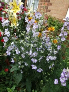 200+ DELPHINIUM FROSTED SKIES FLOWER SEEDS / LARKSPUR / PERENNIAL / DEER RESIST - Picture 1 of 2