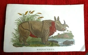 Rhinoceros print, Antique, engraving, hand coloured print, orig. old picture - Picture 1 of 12