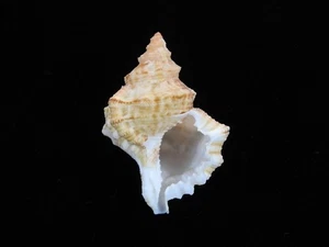 Sea Shell Korrigania (Bursa) Fosteri 46,9 mm ID#9176 - Imagen 1 de 3